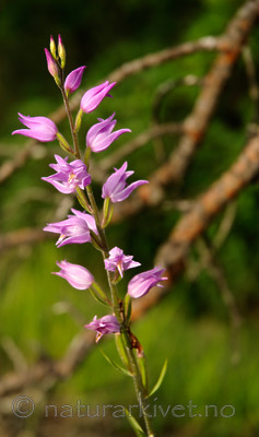 BB 08 0044 / Cephalanthera rubra / Rød skogfrue